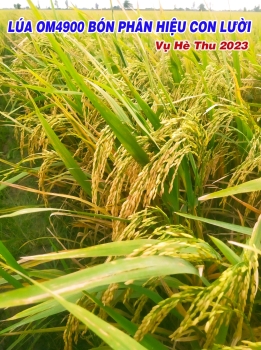 Hiệu quả của phân bón Con Lười F22 trong vụ Xuân và vụ Hè Thu 2023 tại Cần Thơ