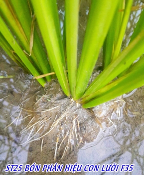 Ruộng Lúa 30 Ngày Tuổi Tại Long An Phát Triển Khỏe Sau 2 Cữ Bón Phân Hiệu Con Lười F35