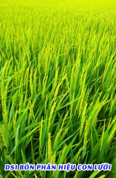 Hiệu Quả Bất Ngờ Từ Phân Bón Hiệu Con Lười F35 Trên Cây Lúa DS1 Tại Sóc Trăng