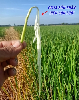 Hình ảnh Lúa OM18 bón phân hiệu Con Lười tại Bình Giang - Hòn Đất - Kiên Giang