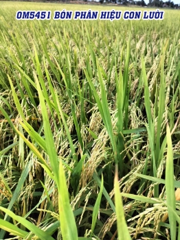 Một số mô hình Lúa OM5451 bón phân hiệu Con Lười F22 giai đoạn sắp thu hoạch trong vụ Hè Thu 2023