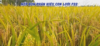 Lúa nếp bón phân hiệu Con Lười: Hình ảnh ấn tượng tại An Hòa - Châu Thành - An Giang