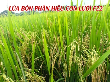 Hình ảnh Lúa bón phân hiệu Con Lười F22 tại xã Phú Hòa, huyện Giang Thành, tỉnh Kiên Giang