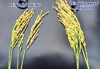BÔNG LÚA BÓN PHÂN HIỆU CON LƯỜI GIAI ĐOẠN CHÍN CÓ NHỮNG ƯU ĐIỂM GÌ?? MỜI BÀ CON CÙNG SO SÁNH
