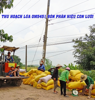 THU HOẠCH LÚA OM5451 BÓN PHÂN HIỆU CON LƯỜI TẠI ĐỒNG THÁP CHO NĂNG SUẤT 850 KÍ/1296M2| HÈ THU 2023