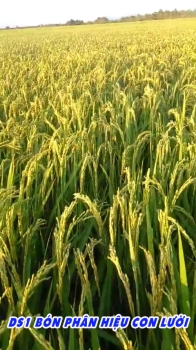 Thực tế 40ha lúa DS1 BÓN PHÂN HIỆU CON LƯỜI F35 TẠI HÒN ĐẤT - KIÊN GIANG