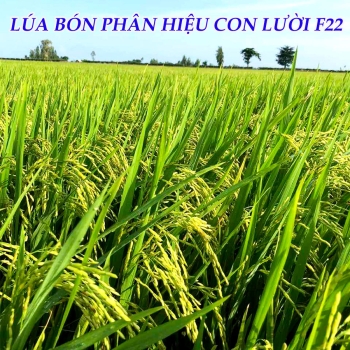 Hiệu quả của phân bón Con Lười F22 trên ruộng lúa OM5451 tại xã Thạnh Phú, Cờ Đỏ, Cần Thơ