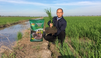 Đặc điểm của bộ rễ lúa bón phân hiệu Con Lười - Hấp thu dinh dưỡng tối đa cho năng suất vượt trội