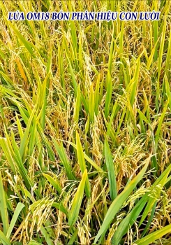 Hình ảnh Lúa OM18 bón phân hiệu Con Lười tại An Giang: Bông lúa chín và lá đài xanh tươi