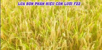 OM18 bón phân hiệu Con Lười F22 của nhà anh Tố ở xã Hưng Điền B, huyện Tân Hưng, tỉnh Long An 4 ngày trước thu hoạch. Ghi hình ngày 27/7/2023.