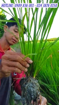 Học hỏi kinh nghiệm sử dụng phân bón hiệu Con Lười F35 từ nông dân tại Mỹ An - Tháp Mười