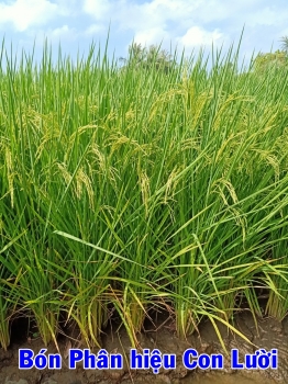 Ruộng Lúa ST24 bón phân hiệu Con Lười tại Hòn Đất - Kiên Giang giai đoạn trỗ bông cho thấy nhiều ưu điểm