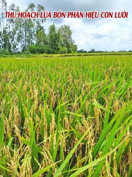 Thu Hoạch Lúa Bón Phân Hiệu Con Lười Tại Tháp Mười - Đồng Tháp: Một vụ mùa bội thu