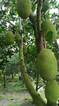 Vườn mít lão 6 năm tuổi của anh Triệu tại Tháp Mười - Đồng Tháp đang sử dụng phân bón hiệu Con Lười F35, vườn mít của anh phát triển rất tốt – cây xanh, lá bóng, trái sai trĩu cành