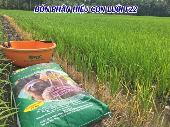 NÔNG DÂN TẠI CẦU KÈ - TRÀ VINH TIẾN HÀNH BÓN PHÂN HIỆU CON LƯỜI ĐỢT 2 CHO LÚA