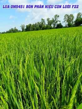 Lúa OM5451 bón phân Con Lười F22: Trỗ bông đều, lá xanh mơn mởn. Ghi hình ngày 8/8/2023 tại xã Mỹ An, Đồng Tháp