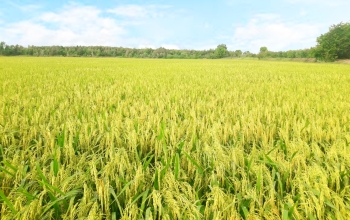 ĐÁNH GIÁ LÚA BÓN PHÂN HIỆU CON LƯỜI SO VỚI LÚA ĐỐI CHỨNG TRONG VỤ HÈ THU 2023 TẠI TỈNH LONG AN