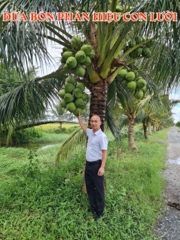 Vua Lười Ghé Thăm Vườn Dừa Ở Hòn Đất – Kiên Giang Sau 3 Năm Sử Dụng Phân Bón Hiệu Con Lười F35