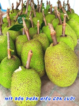 Hành Trình Thu Hoạch Vườn Mít Bón Phân Hiệu Con Lười F35 – Hiệu Quả Bất Ngờ Tại Tháp Mười, Đồng Tháp