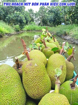 Giao phân bón hiệu Con Lười F35 tại An Giang – Vườn mít Thái trĩu quả, chất lượng vượt trội