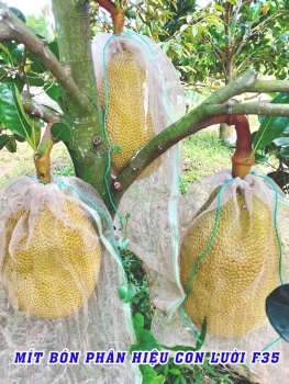 Hiệu Quả Thực Tế Của Phân Bón Hiệu Con Lười F35 Trên Vườn Mít Ruột Đỏ 18 Tháng Tuổi Tại Long An