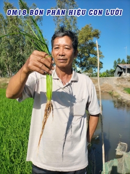 Ruộng lúa OM18 sử dụng phân bón hiệu Con Lười F35 tại Tân Hưng - Long An