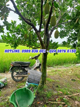 Anh Triệu tại Mỹ An tin dùng phân bón hiệu Con Lười F35 để nuôi trái cho vườn mít