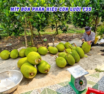 THỰC TẾ THU HOẠCH VƯỜN MÍT BÓN PHÂN HIỆU CON LƯỜI F35 TẠI MỸ AN – THÁP MƯỜI – ĐỒNG THÁP