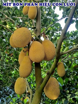 Phân bón hiệu Con Lười – Phân bón tốt nhất cho mít ruột đỏ tại Đồng Tháp