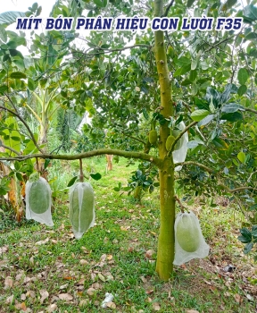 Vườn Mít Lão 6 Năm Tuổi Tại Long An Vẫn Sung Cây, Trái Đẹp Nhờ Phân Bón Hiệu Con Lười F35