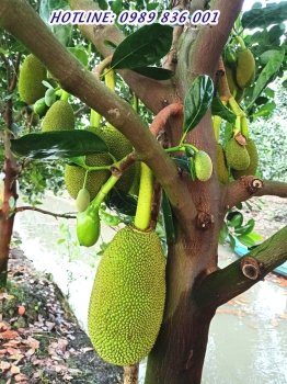PHÂN BÓN HIỆU CON LƯỜI F35 – GIẢI PHÁP CHO VƯỜN MÍT KHỎE, TRÁI ĐẸP TỰ NHIÊN