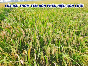 Thu hoạch 6 công lúa Đài Thơm Tám bón phân hiệu Con Lười ở Hòa Bình - Bạc Liêu được 104 bao