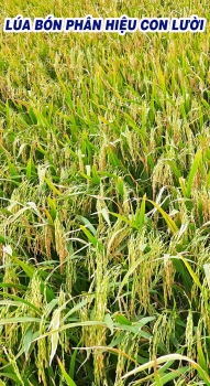Lúa Đài Thơm Tám bón phân hiệu Con Lười F22 giai đoạn sắp thu hoạch tại Vĩnh Lợi - Bạc Liêu