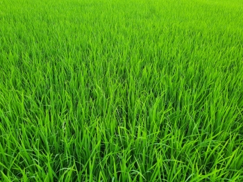 LÚA ĐÀI THƠM 8, HƠN 50 NGÀY ĐÃ BÓN PHÂN HIỆU CON LƯỜI TẠI HUYỆN HÒA BÌNH - TỈNH BẠC LIÊU