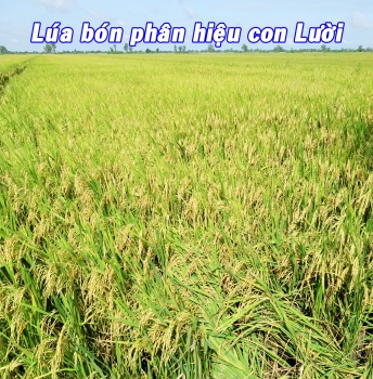 NÔNG DÂN HUYỆN VĨNH THẠNH - TP CẦN THƠ ÁP DỤNG THÀNH CÔNG PHÂN BÓN HIỆU CON LƯỜI 5 NĂM LIÊN TIẾP