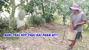 PHÂN BÓN HIỆU CON LƯỜI - BÍ QUYẾT NUÔI TRÁI TO, GAI ĐỀU, TỈ LỆ LOẠI 1 CAO