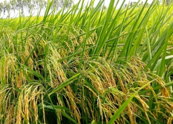 GIỐNG LÚA ST24, ST25 VÀ QUY TRÌNH SỬ DỤNG PHÂN BÓN HIỆU CON LƯỜI ĐẠT HIỆU QUẢ