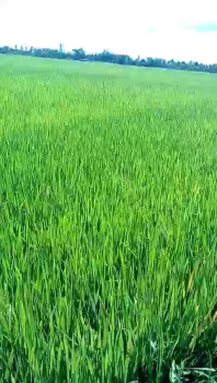 Lúa OM5451, đã 50 ngày tuổi đã được bón phân hiệu con Lười tại huyện Châu Thành - tỉnh Sóc Trăng