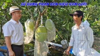 ĐẶC ĐIỂM NỔI BẬT CỦA VƯỜN MÍT THÁI BÓN PHÂN HIỆU CON LƯỜI F35