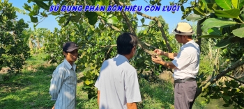 Bà con An Giang rủ nhau đến Tháp Mười tham quan vườn mít bón phân Con Lười F35