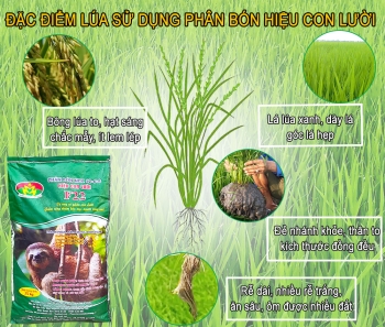 QUY TRÌNH BÓN PHÂN HIỆU CON LƯỜI CHO LÚA VỤ HÈ THU ĐẠT HIỆU QUẢ CAO