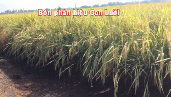 TẠI SAO NÓI PHÂN BÓN HIỆU CON LƯỜI LÀ GIÁI PHÁP GÓP PHẦN CẢI TẠO ĐẤT HIỆU QUẢ CHO VÙNG TRỒNG LÚA?