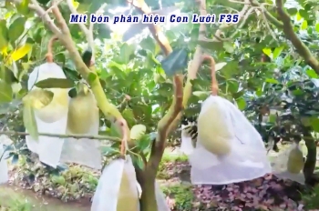 Vườn Mít tại An Giang Thay Đổi Rõ Rệt Sau 3 Lần Bón Phân Hiệu Con Lười F35