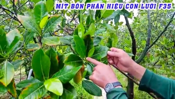 Bà con ở Cái Răng - Cần Thơ tin dùng phân bón hiệu Con Lười F35 để phục hồi vườn mít Lão 7 năm tuổi