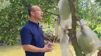 Phân bón hiệu Con Lười F35 – Giải pháp giúp cây mít ra trái chuyền liên tục, hạn chế suy cây và xì mủ