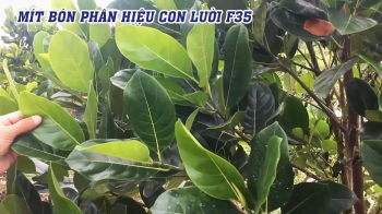 Khám Phá Vườn Mít 1ha Sau 3 Tháng Sử Dụng Phân Bón Hiệu Con Lười F35 tại Long An