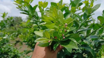 Vườn Chanh bông tím 14 tháng tuổi xài phân bón hiệu Con Lười tại Tiền Giang đã bắt đầu cho trái