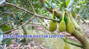 Thực Tế Vườn Mít Mùa Nghịch Tại Cái Bè, Tiền Giang Xài Phân Bón Hiệu Con Lười F35
