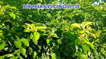 Kỹ Thuật Cắt Nước, Bón Phân hiệu Con Lười Giúp Chanh Bông Tím Ra Bông Tự Nhiên – Chia Sẻ Từ Anh Trí, Cái Bè – Tiền Giang