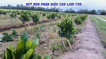 Vườn Mít Giai Đoạn Kiến Thiết Tại Cái Bè – Tiền Giang Sử Dụng Phân Bón Hiệu Con Lười F35